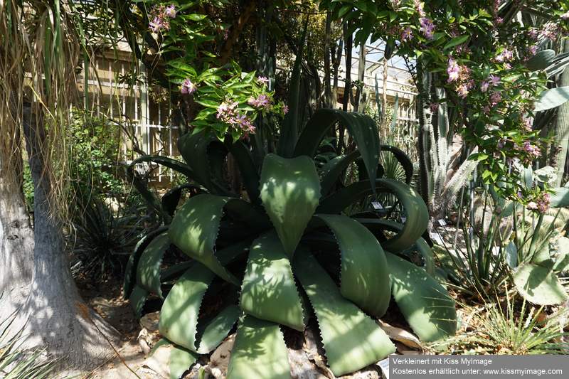 Gruson-Gewächshäuser - Botanischer Garten unter Glas - Seite 2 Dsc02879