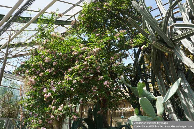 Gruson-Gewächshäuser - Botanischer Garten unter Glas - Seite 2 Dsc02882