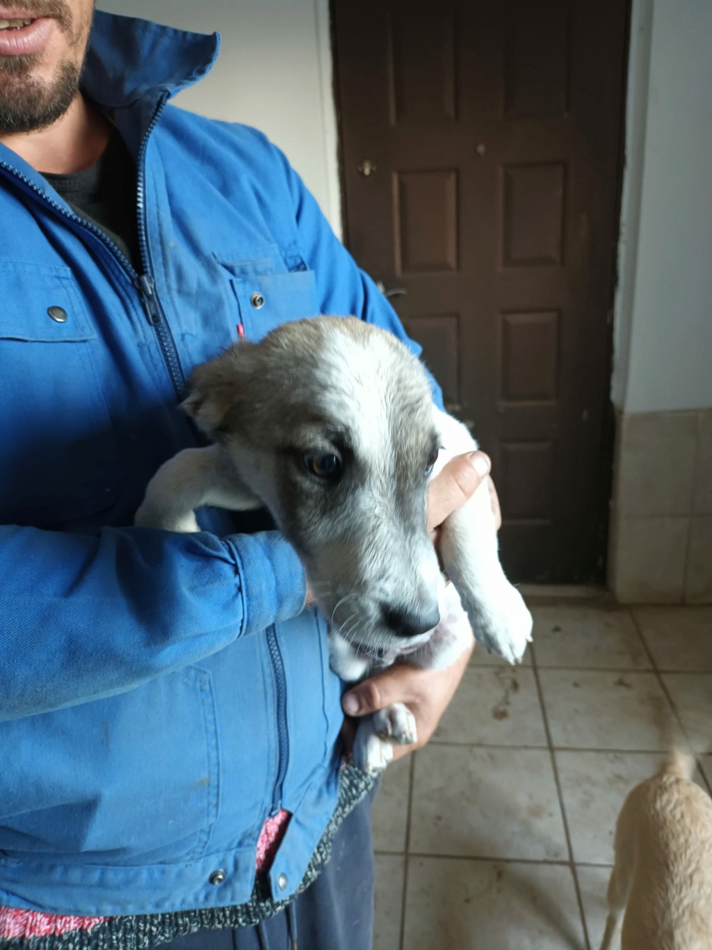 ROLY surnommé Pinceau  NE LE 12.07.2023 - fratrie de 7 chiots trouvée devant le refuge -R-SC 39169910