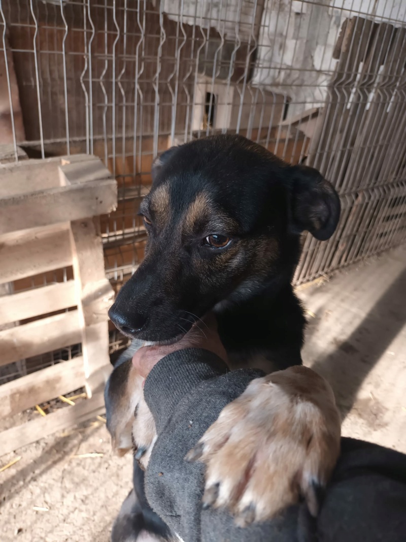 DUNKY NE LE  11.04.2021 - Abandonné le 16/09/2023 au refuge - parrainé par Sylvie 44 -SC-R 41522810