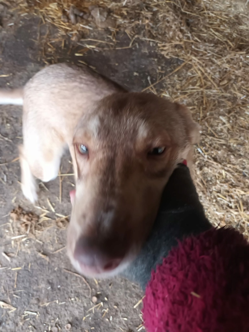 reeses - REESES - mâle né le  01.03.2023 en FA dans le 91 - fratrie de 9 chiots trouvés dans un sac en plastique -SC-R-30MA 41553810