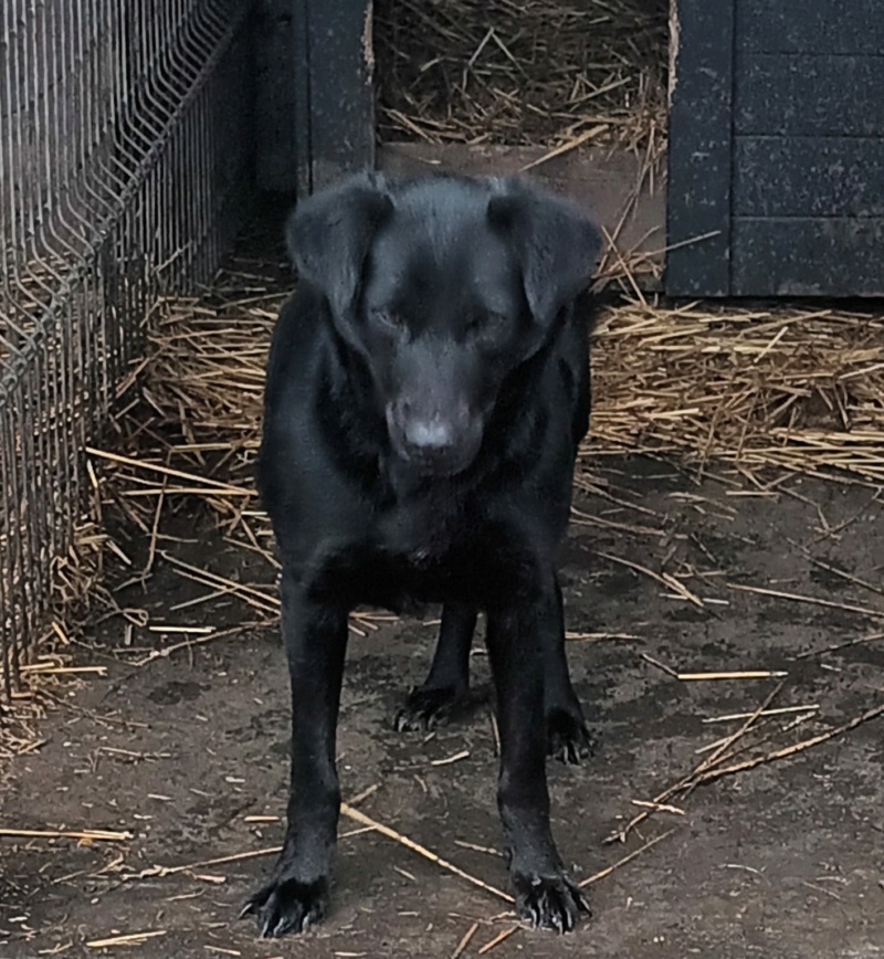 QUESSY FEMELLE NEE LE 28/10/2021  , maman avec 5 chiots, née en  2021 - trouvée dans un champ près du refuge- parrainée par Alexkoko -R-SC 41711610