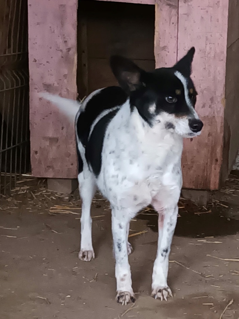 stinger - STINGER MALE NE LE 25/08/2018 - TAILLE MOYENNE SORTI DE L'EQUARRISSAGE EN AVRIL 2021- parrainé par Briska -R-SC - Page 2 42456810