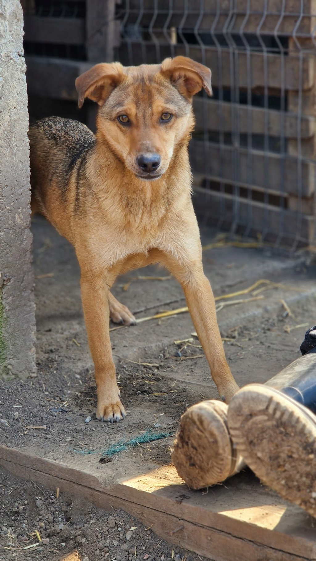 KALIN MALE NE LE 15/05/2022 -  trouvé avec ses 5 frères près du refuge- Parrainé par Coco65 - R -SC 43089612