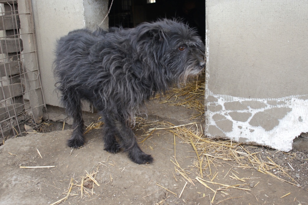 NOUKA, femelle née le 30.06.2018 , CROISEE GRIFFON sortie de l'équarrissage le 18 Février 19- marrainée par Myri_Bonnie --R- - Page 2 43110713