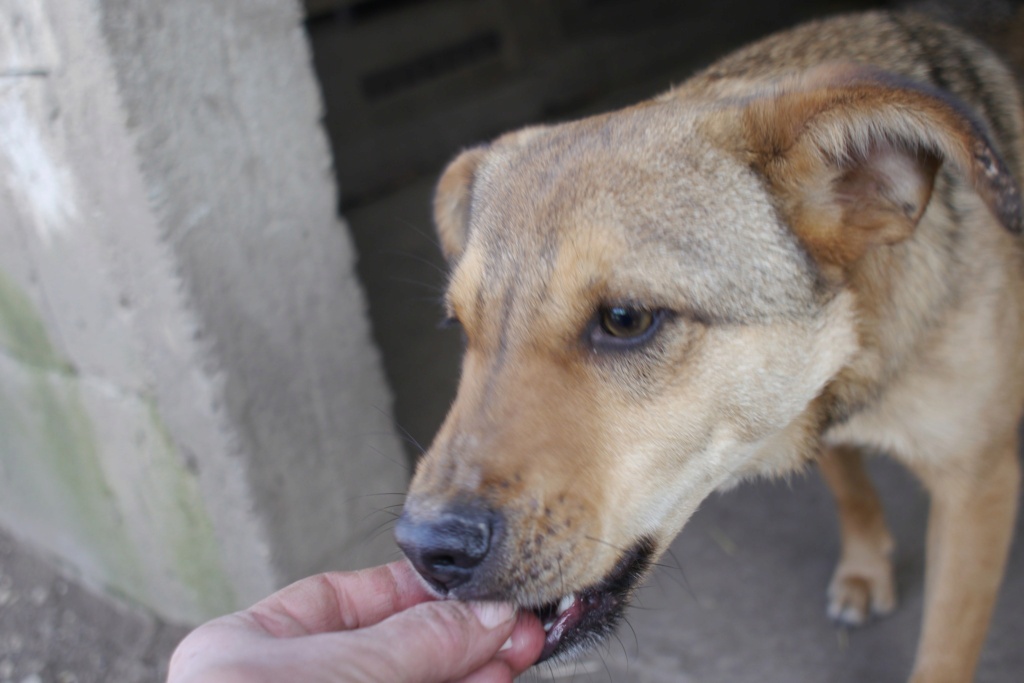 KALIN MALE NE LE 15/05/2022 -  trouvé avec ses 5 frères près du refuge- Parrainé par Coco65 - R -SC 43111614