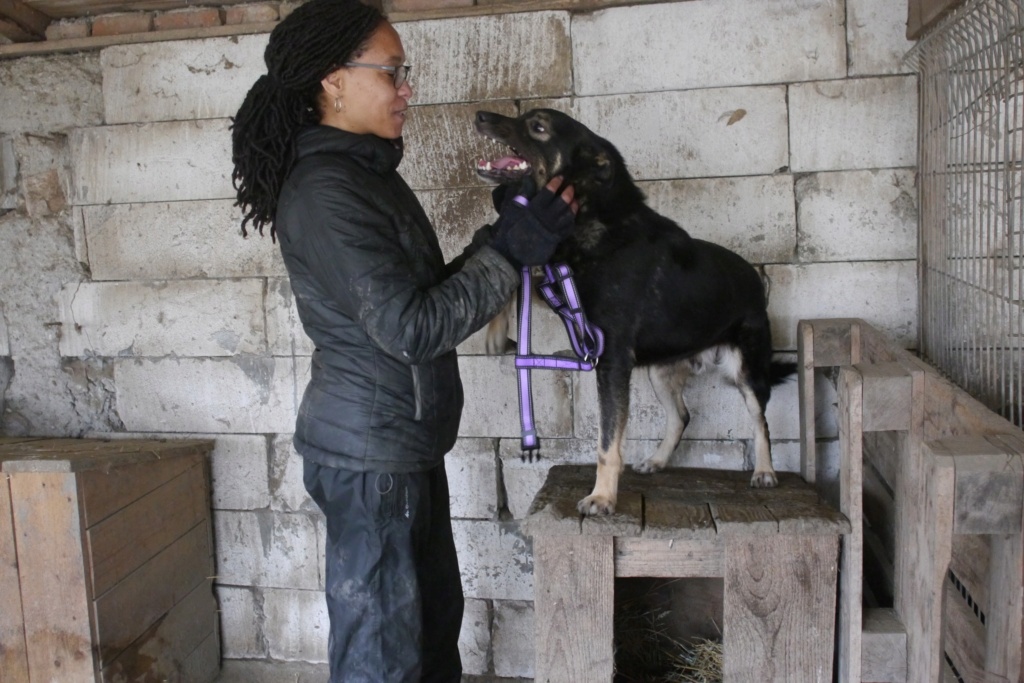 BONNIE MALE NE LE 15/03/2018 FRERE DE RONNIE- MOLUK 16 - Parrainé par HélèneM.  - SC-R-  - Page 2 43124011