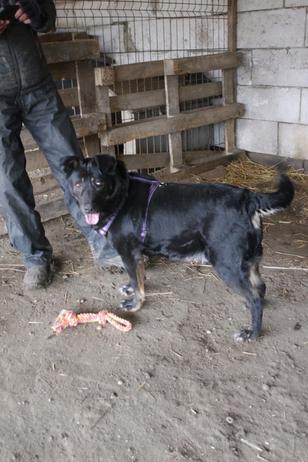 RODNEY, né le 02.02.2019, sauvé de l'équarrissage de Pallady le 20/04/2023 - parrainé par Fierdy -R-SC 43126625