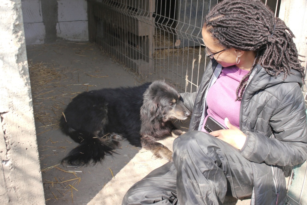 ostrale - OSTRALE FEMELLE NEE LE 17/02/2013  sauvée de l'équarissage de Mihailesti fin janvier 2024 - parrainée par Coco65 + JJE-SC 43148712