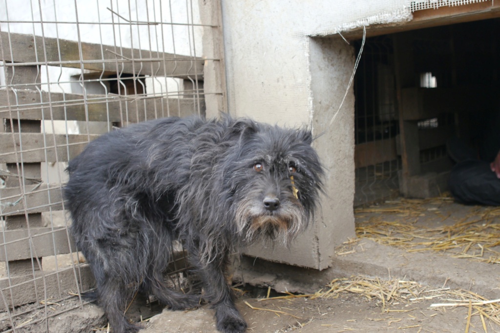 NOUKA, femelle née le 30.06.2018 , CROISEE GRIFFON sortie de l'équarrissage le 18 Février 19- marrainée par Myri_Bonnie --R- - Page 2 43149610