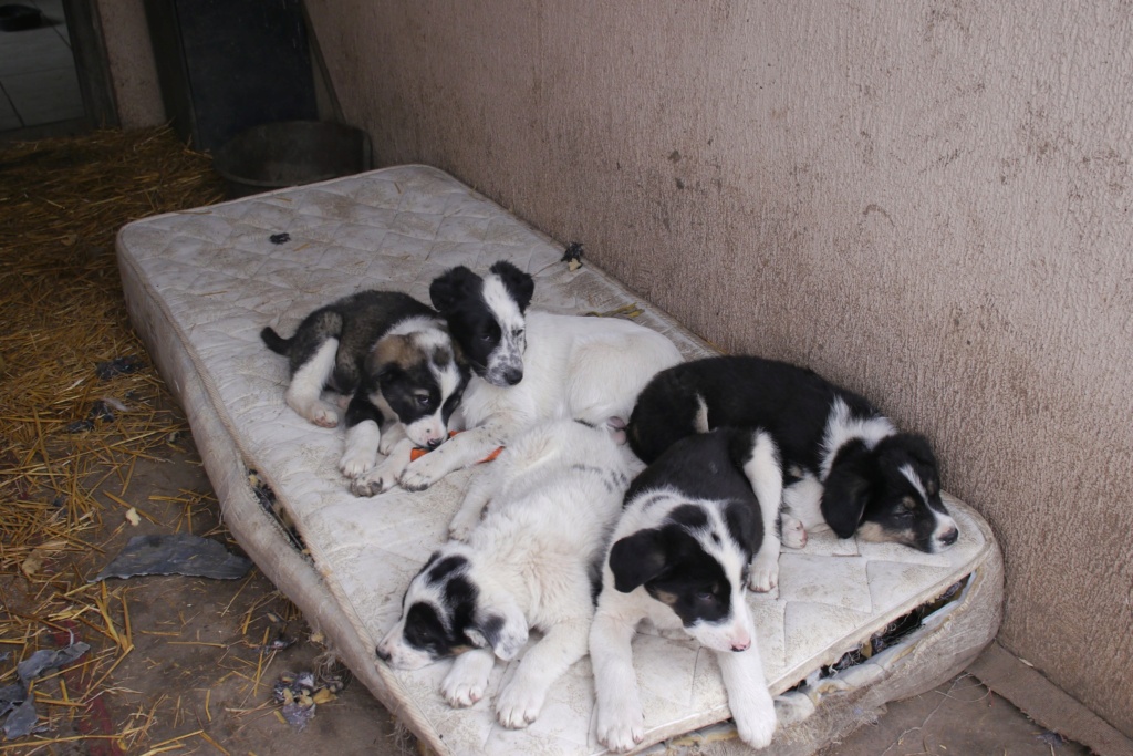 BLITZ, chiot mâle, trouvé près du refuge en fév. 2024-SC 43150619