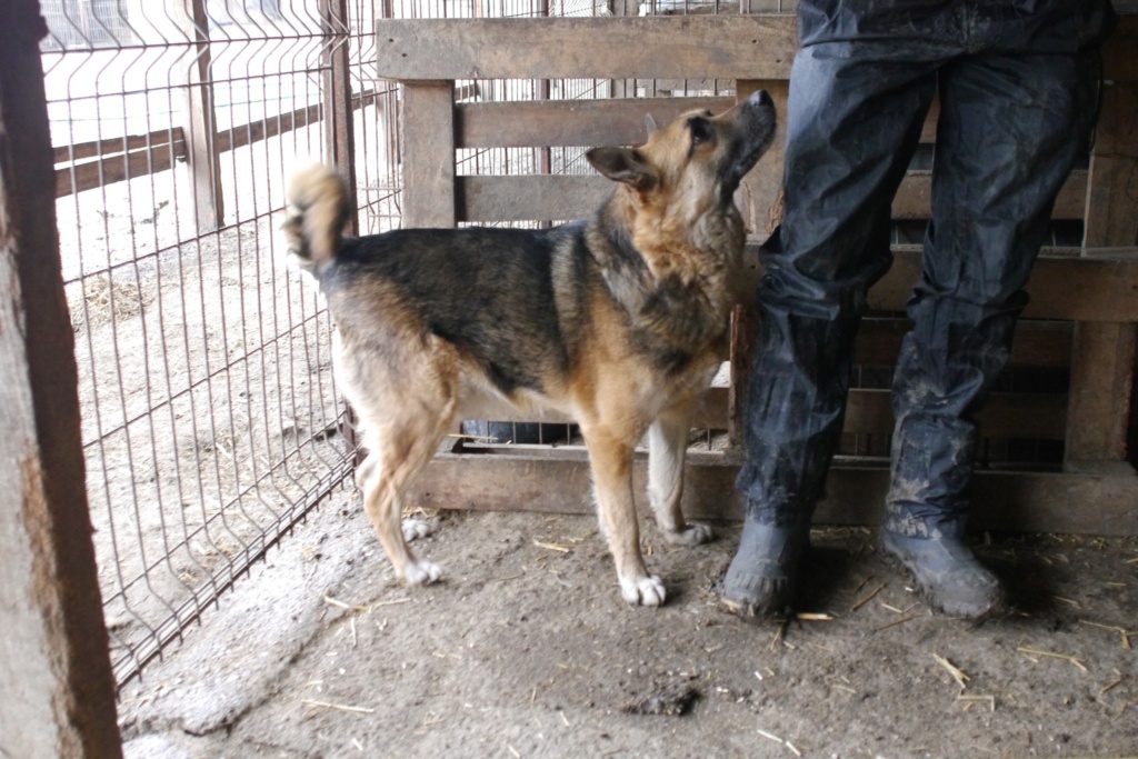 RONNIE, TYPE BERGER ALLEMAND MALE NE LE 15/03/2018  FRERE DE BONNIE- MOLUK 12-SC-R- PARRAINE PAR TOM58 - Page 2 43150912