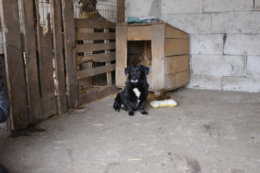 TAFFY MALE PETITE TAILLE NE LE 04/12/2016 en FA dans le 50 - Sauvé de l’équarrissage le 16/02/2024- parrainé par Vivi@ne SC 43152510