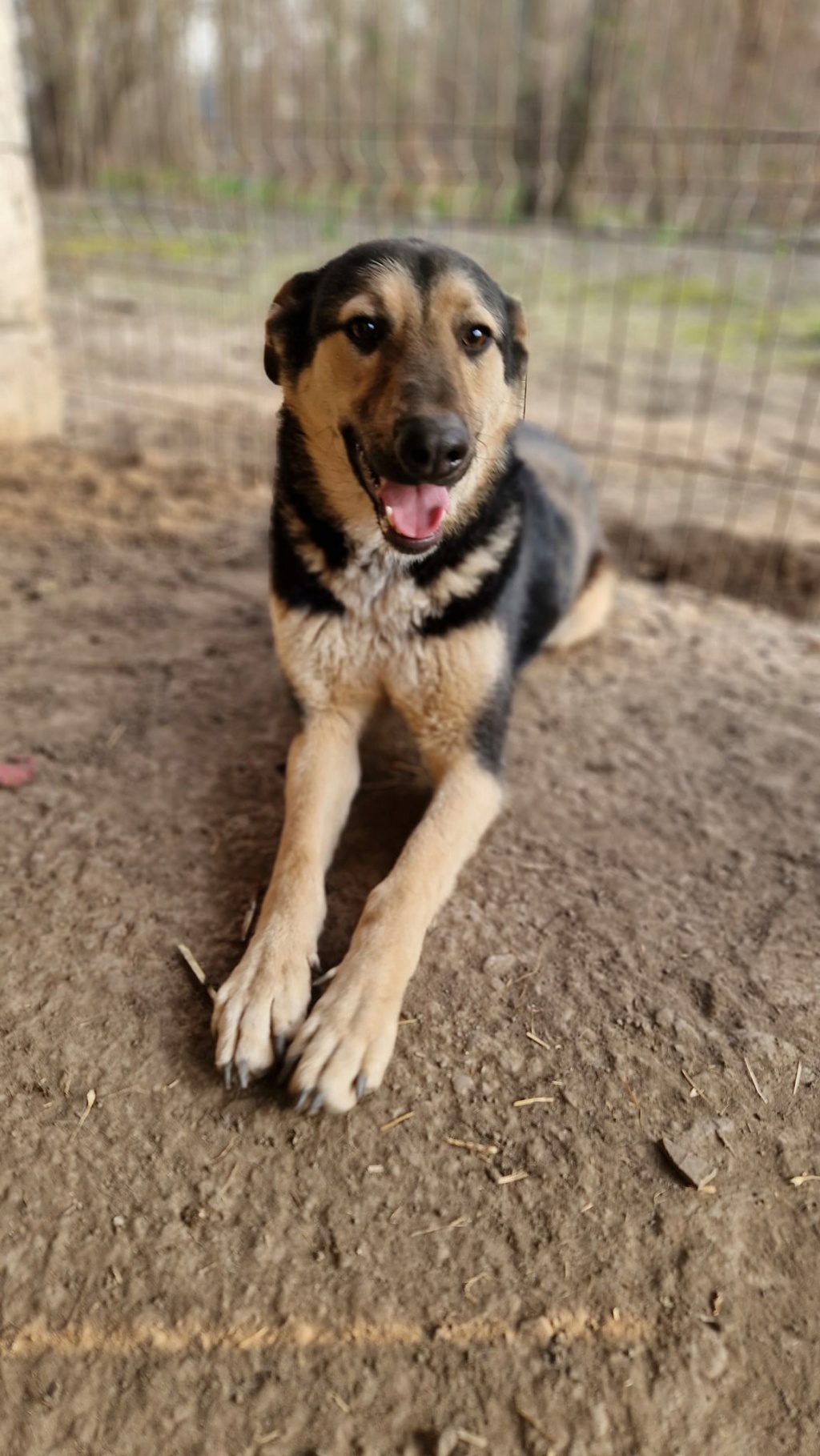 TIEGO MALE NE LE 29/07/2022 - trouvé épuisé dans les rues de Bucarest- parrainé par Sylvie44  -SC-R- 43163811