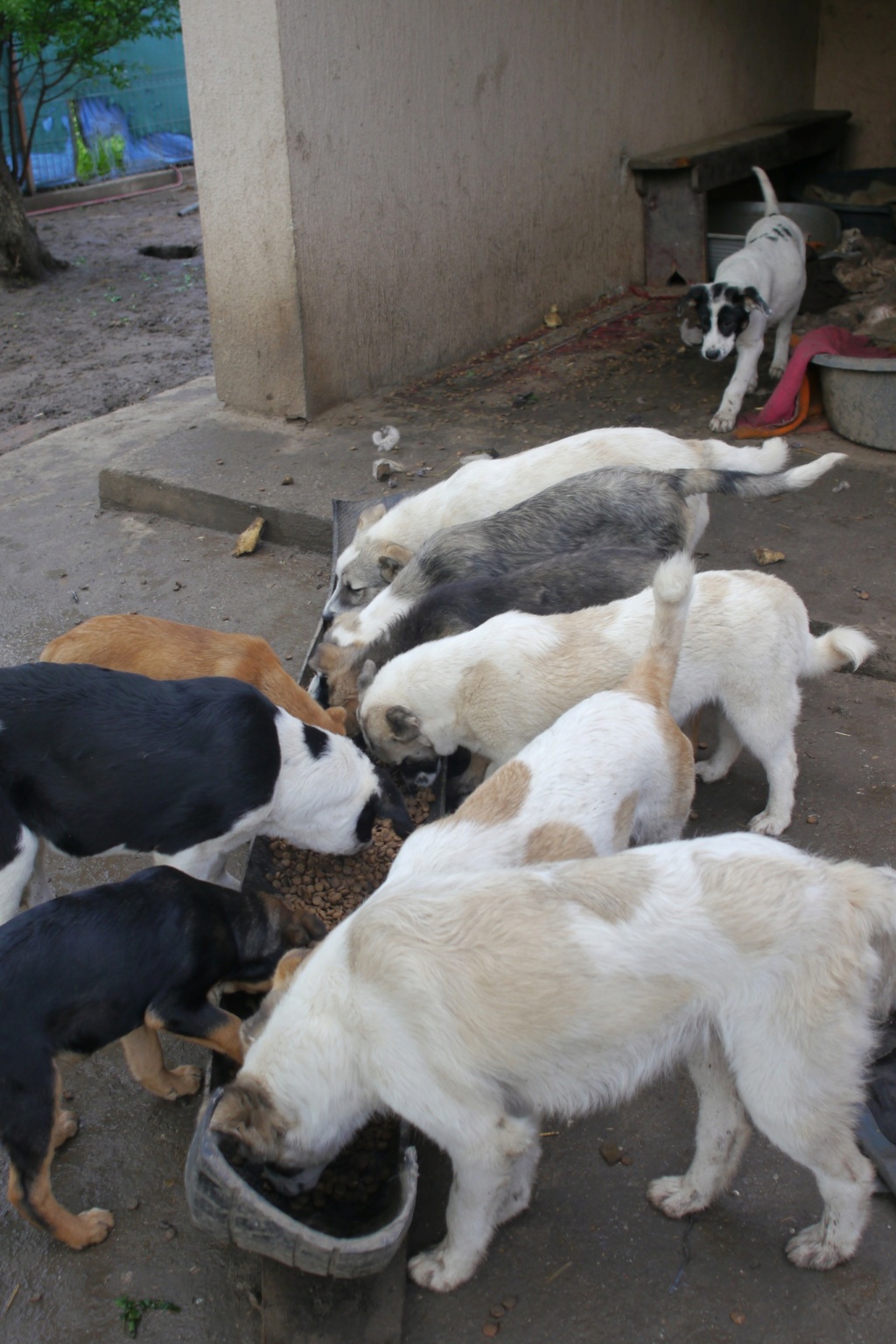 BLITZ, né 01.01.2024, trouvé près du refuge en fév. 2024-SC 44108210