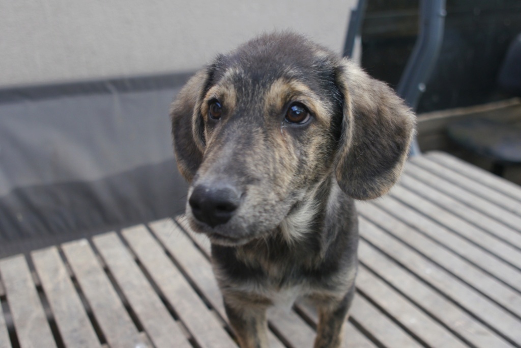 TSUKI chiot né en janvier 2024 - trouvé avec sa soeur Vaya et Vanila -  44116710