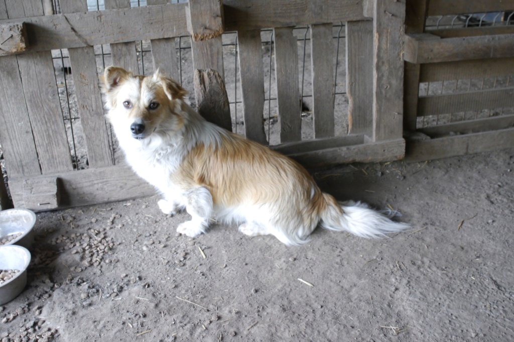 YUKITO, né en 2022, TROUVE DANS UNE STATION SERVICE LE 29/3/2024-Parrainé par Audrey P.-SC 44118312