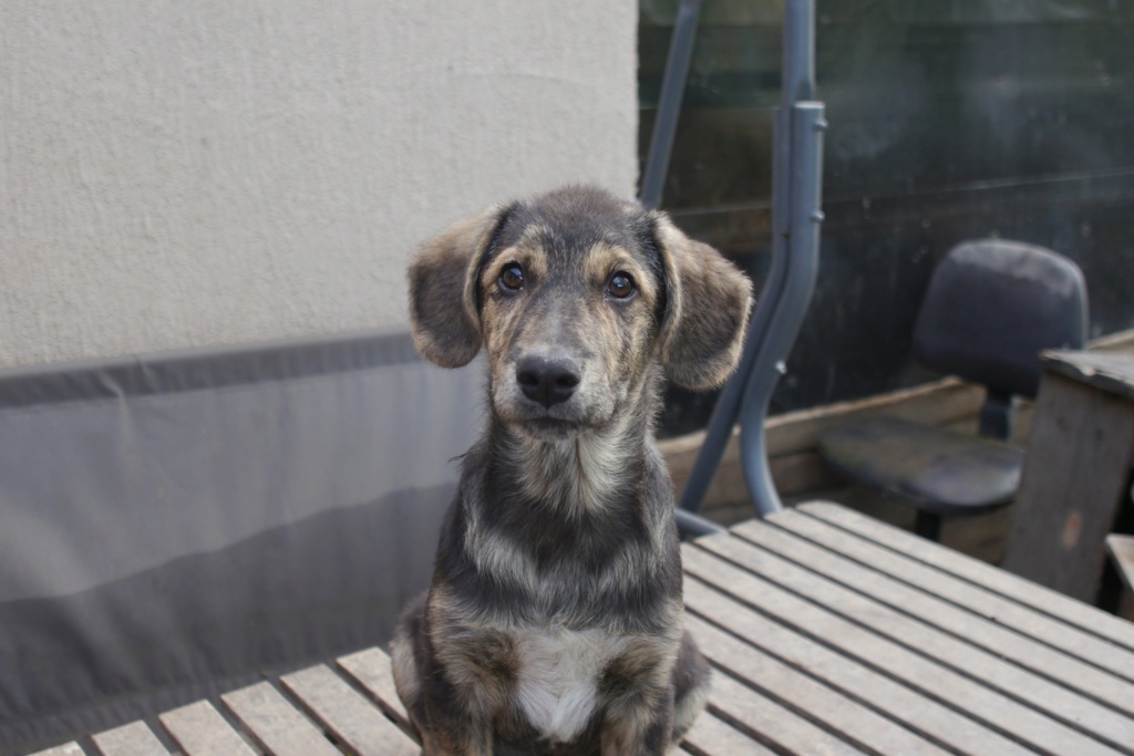 TSUKI chiot né en janvier 2024 - trouvé avec sa soeur Vaya et Vanila -  44118510