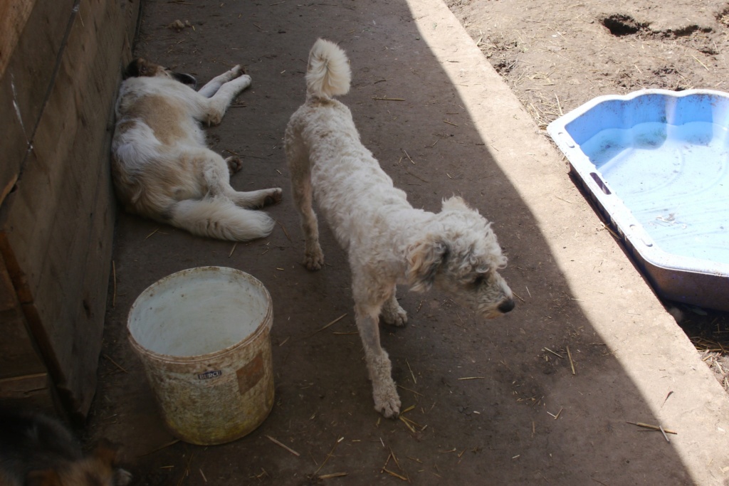 SCOOBI X bichon mâle né le 18/03/2023- parrainé par Alantka -SC 44119311