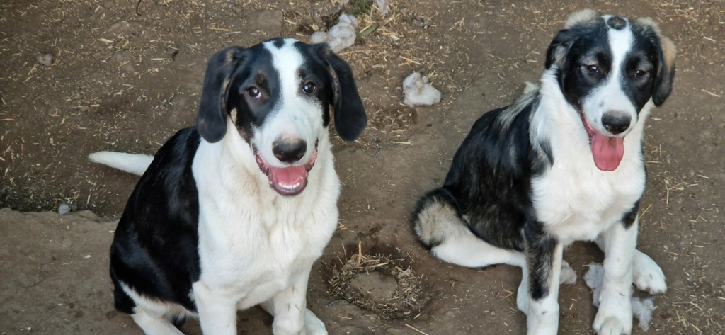 BLITZ, né 01.01.2024, trouvé près du refuge en fév. 2024-SC 44186610