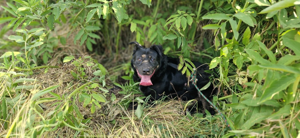 RODNEY, né le 02.02.2019, sauvé de l'équarrissage de Pallady le 20/04/2023 - parrainé par Fierdy -R-SC 44774010