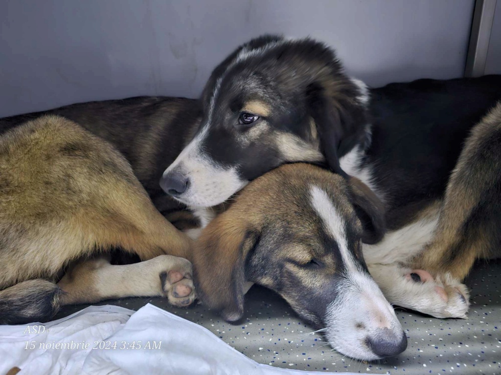 SYBILLE - Femelle n° 3 - née le 10juin 2024 -en FA dans le 60- portée de 8 chiots trouvés dans le champs près du refuge - parrainée par Manganouchka -SC  46254312