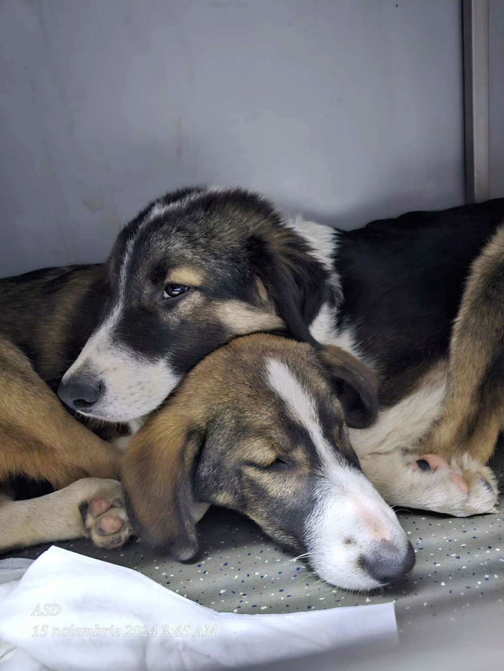 SYBILLE - Femelle n° 3 - née le 10juin 2024 -en FA dans le 60- portée de 8 chiots trouvés dans le champs près du refuge - parrainée par Manganouchka -SC  46255811