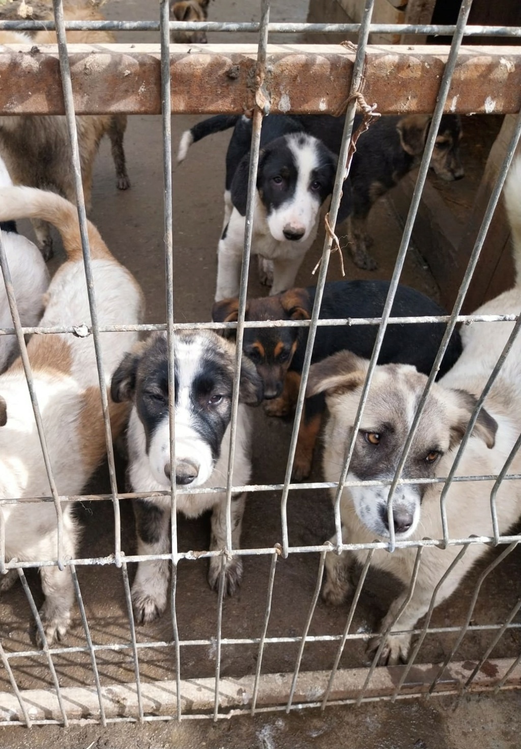 SIERRA, chiot femelle trouvée près du refuge en fév. 2024-SC Blitz_43