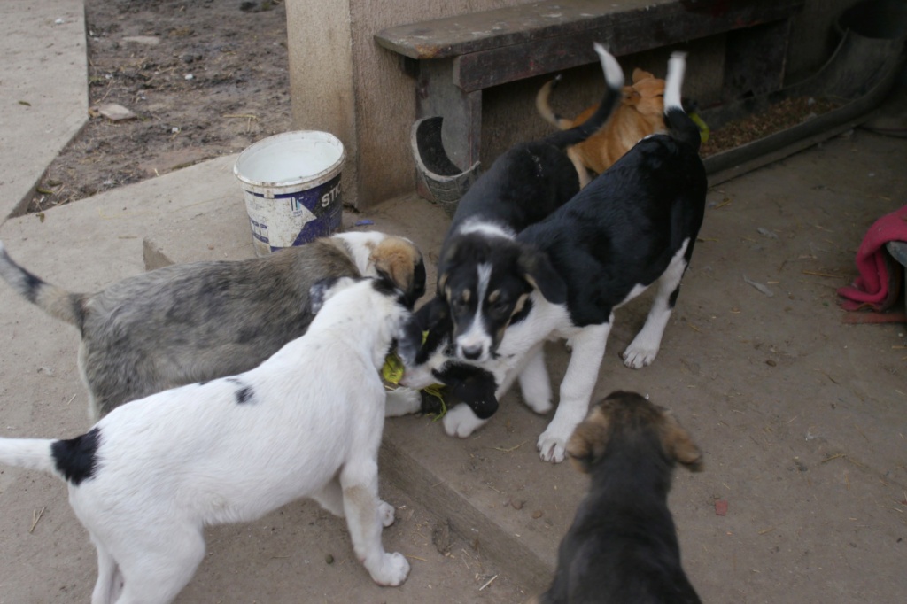 SIERRA, chiot femelle trouvée près du refuge en fév. 2024-SC Blitz_48