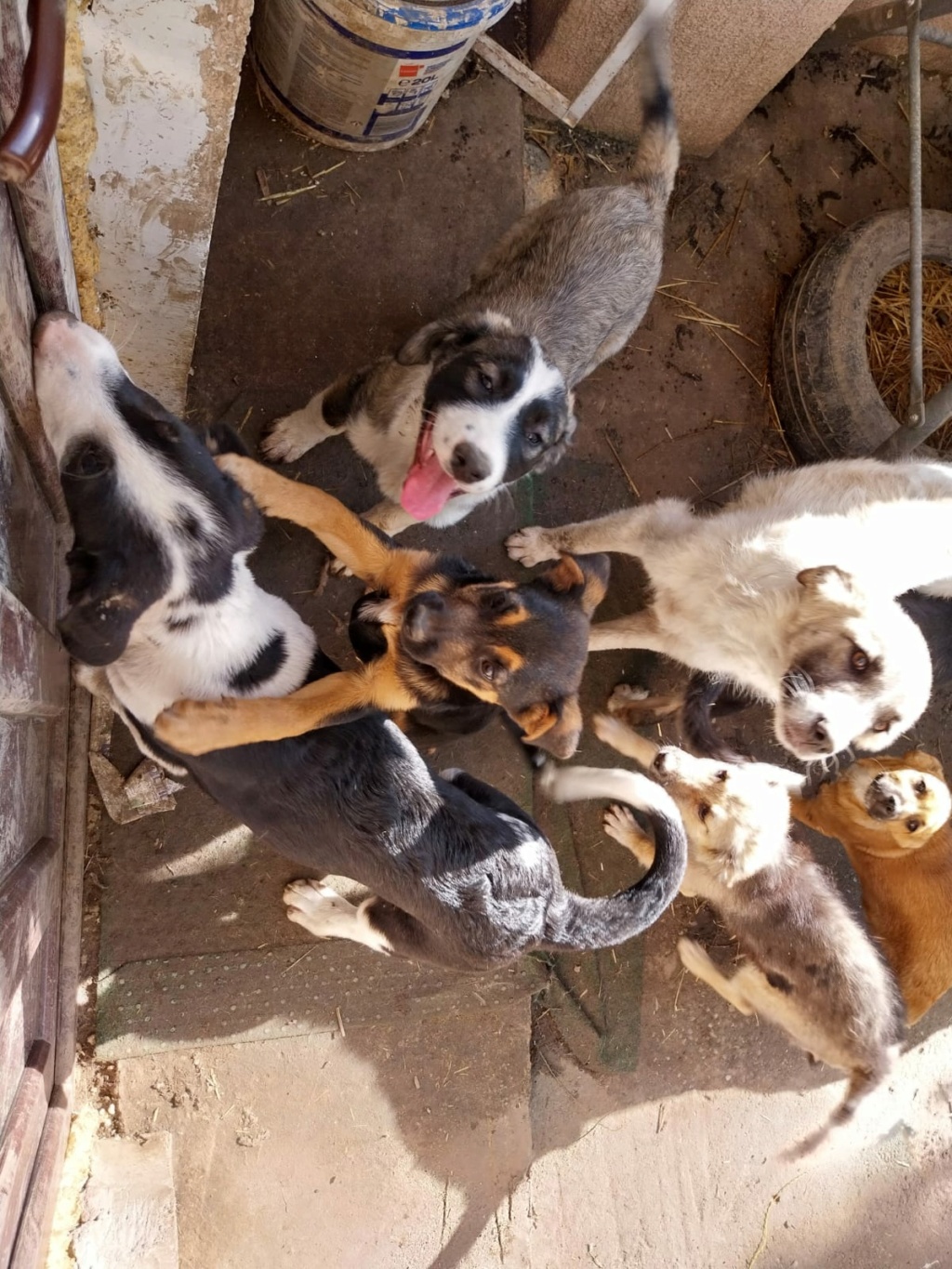 ZENJI MALE NE LE 12/07/2023 - fratrie de 7 chiots trouvée devant le refuge- parrainé par Manganouchka -R-SC Blitz_49