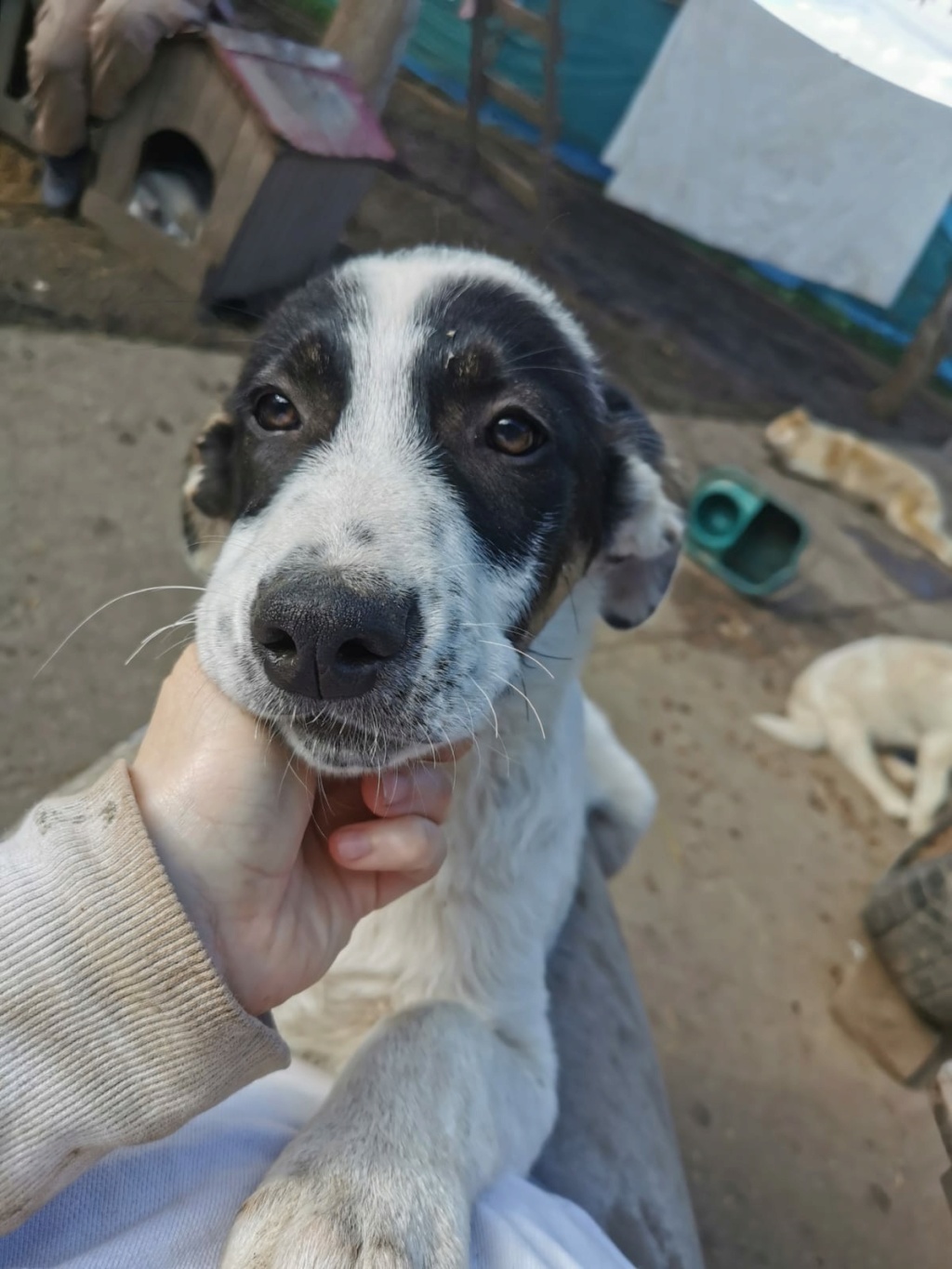 BRUDER, chiot mâle, trouvé près du refuge en fév. 2024- parrainé par Thiarine -SC Bruder14