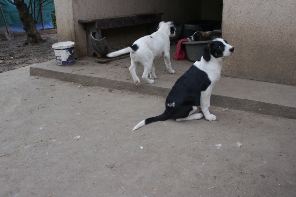 BRUDER, chiot mâle, trouvé près du refuge en fév. 2024- parrainé par Thiarine -SC Bruder24