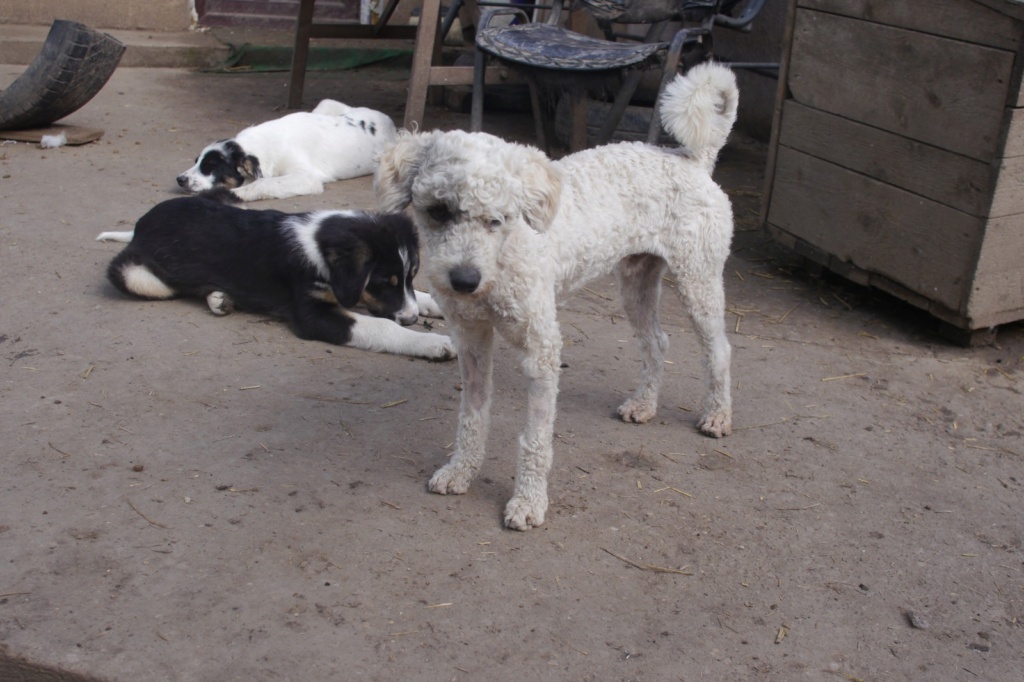 SCOOBI X bichon mâle né le 18/03/2023- parrainé par Alantka -SC Bruder33