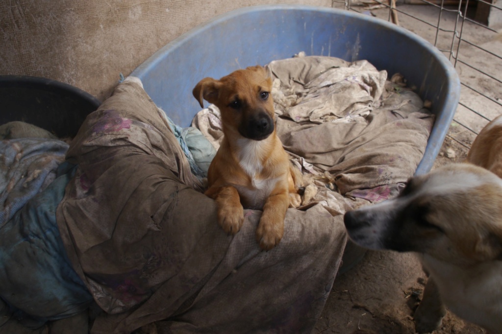 KANA - chiot trouvée avec son frère Koren le 12/03/2024, dans un sac près d'un parking - Kana_210