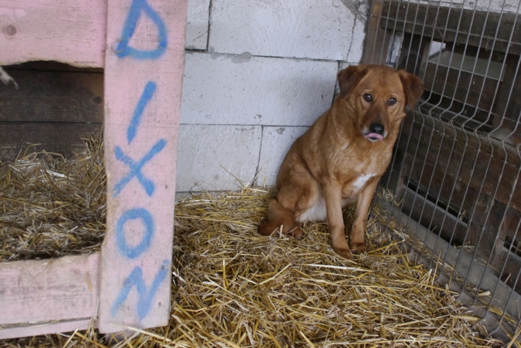 PORTHOS MALE NE LE 17.01.2017 -  SORTI DE L'EQUARRISSAGE JANVIER 2019 - parrainé par Vhak -R- - Page 2 Portho10