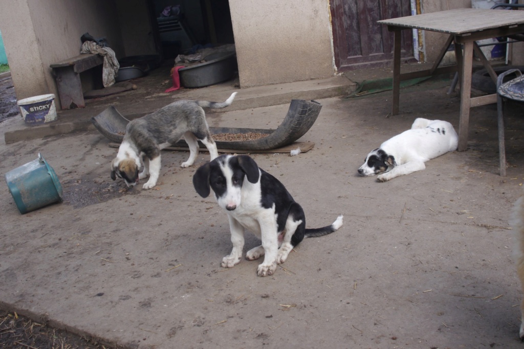 BLITZ, chiot mâle, trouvé près du refuge en fév. 2024-SC Sierra14