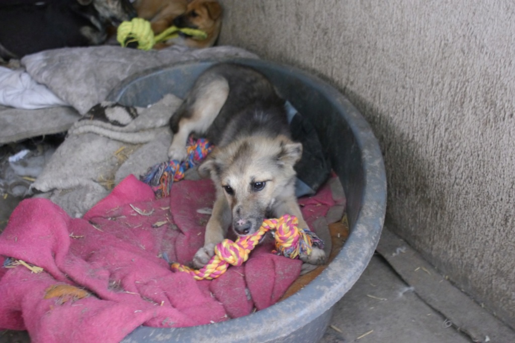 VAYA - trouvée dans un champ avec son frère Tsuki et Vanila Vaya_310