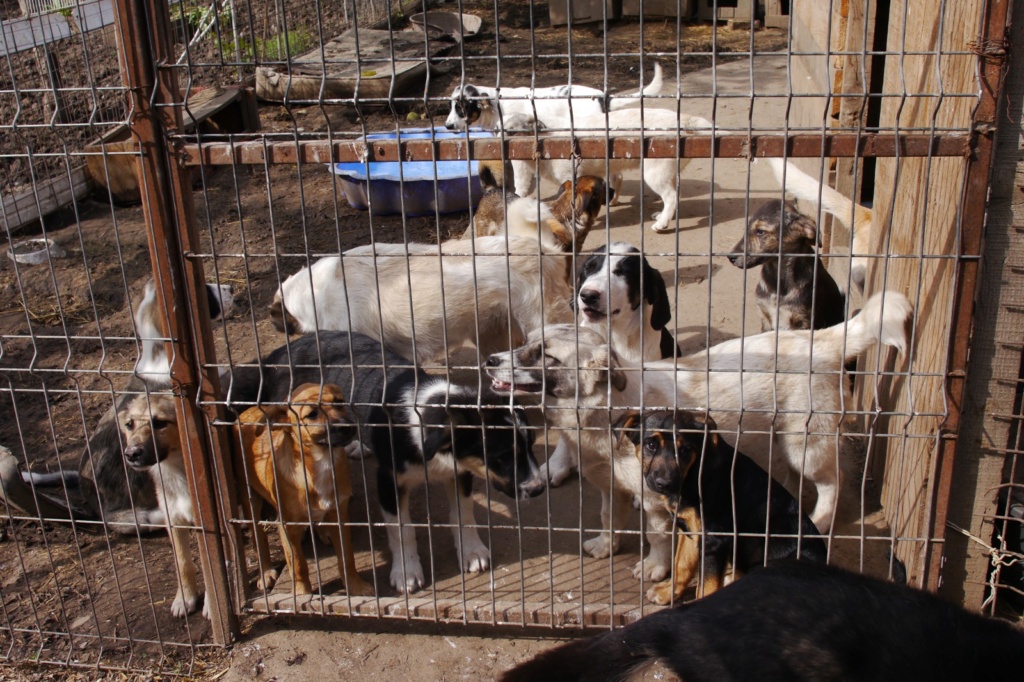 LILA NEE LE 12.07.2023 -  fratrie de 7 chiots trouvée devant le refuge- parrainée par Nenet -R-SC Vaya_k18