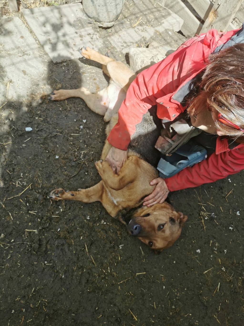 DYONISOS -  né le 15.11.2019- Trouvé dans un champ avec Abelline - parrainé  par Bouffy-R-SC What1999