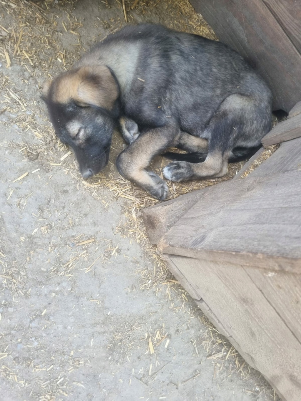 CODY - Mâle n° 2 - Né en juin 2024 - Portée de 8 chiots trouvés dans le champs près du refuge - SC What3375