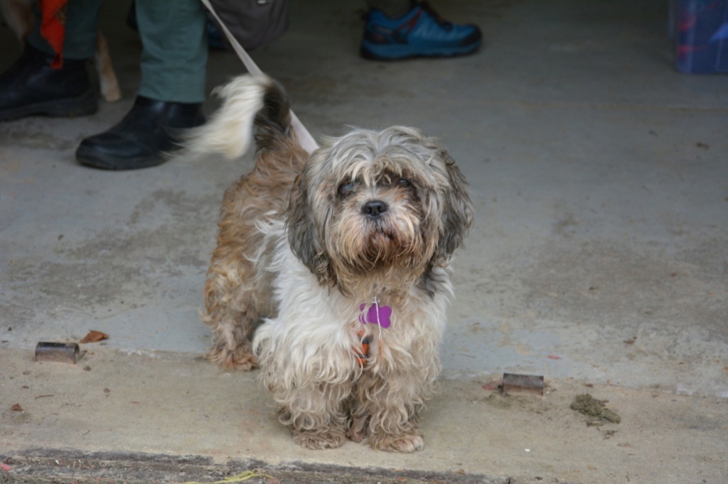 TOINOU  Shih Tzu- mâle né le  15.06.2014 - en FA dans le 71 - sortie de l'ASPA Mihăilești le 28/09/2024 -  parrainé par Mariko-SC What4854