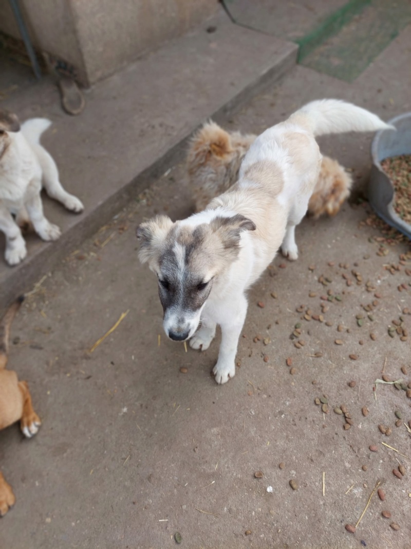 ZENJI MALE NE LE 12/07/2023 - fratrie de 7 chiots trouvée devant le refuge- parrainé par Manganouchka -R-SC Whats484