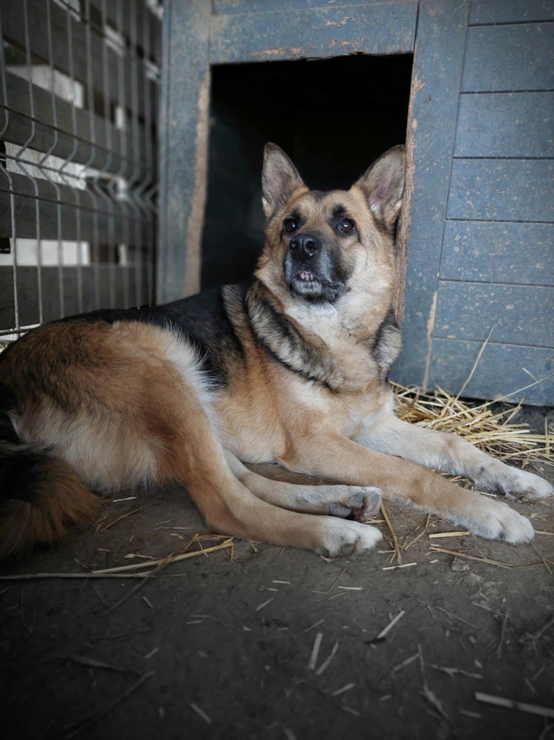 RONNIE, TYPE BERGER ALLEMAND MALE NE LE 15/03/2018  FRERE DE BONNIE- MOLUK 12-SC-R- PARRAINE PAR TOM58 - Page 2 Whats547