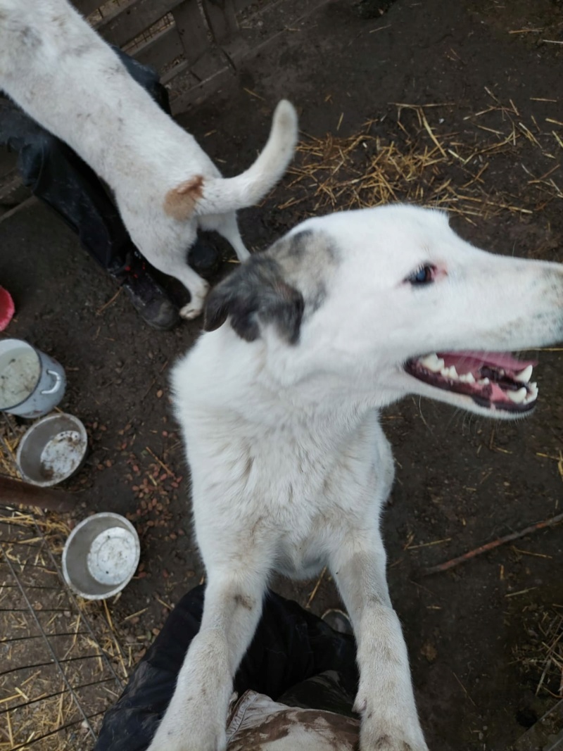 TOOBY MALE NE LE 09/03/2023 - fratrie de 5 chiots trouvés devant le refuge fin mai 2023 -R-SC Whats746