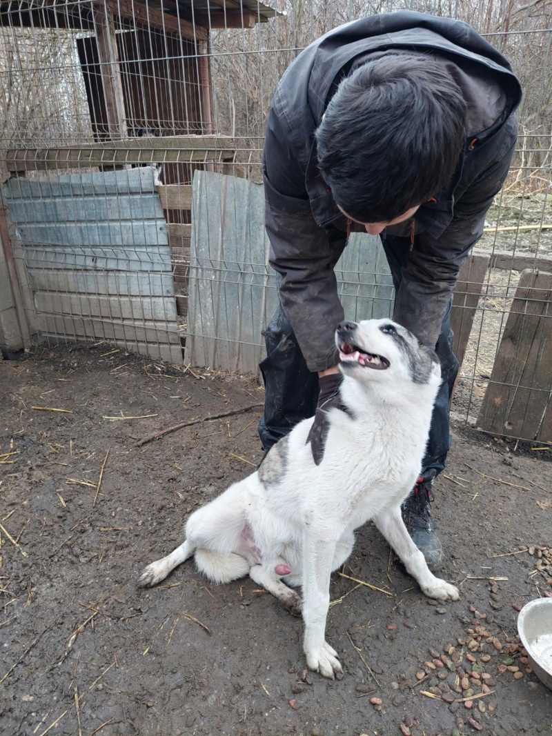 TOOBY MALE NE LE 09/03/2023 - fratrie de 5 chiots trouvés devant le refuge fin mai 2023 -R-SC Whats748