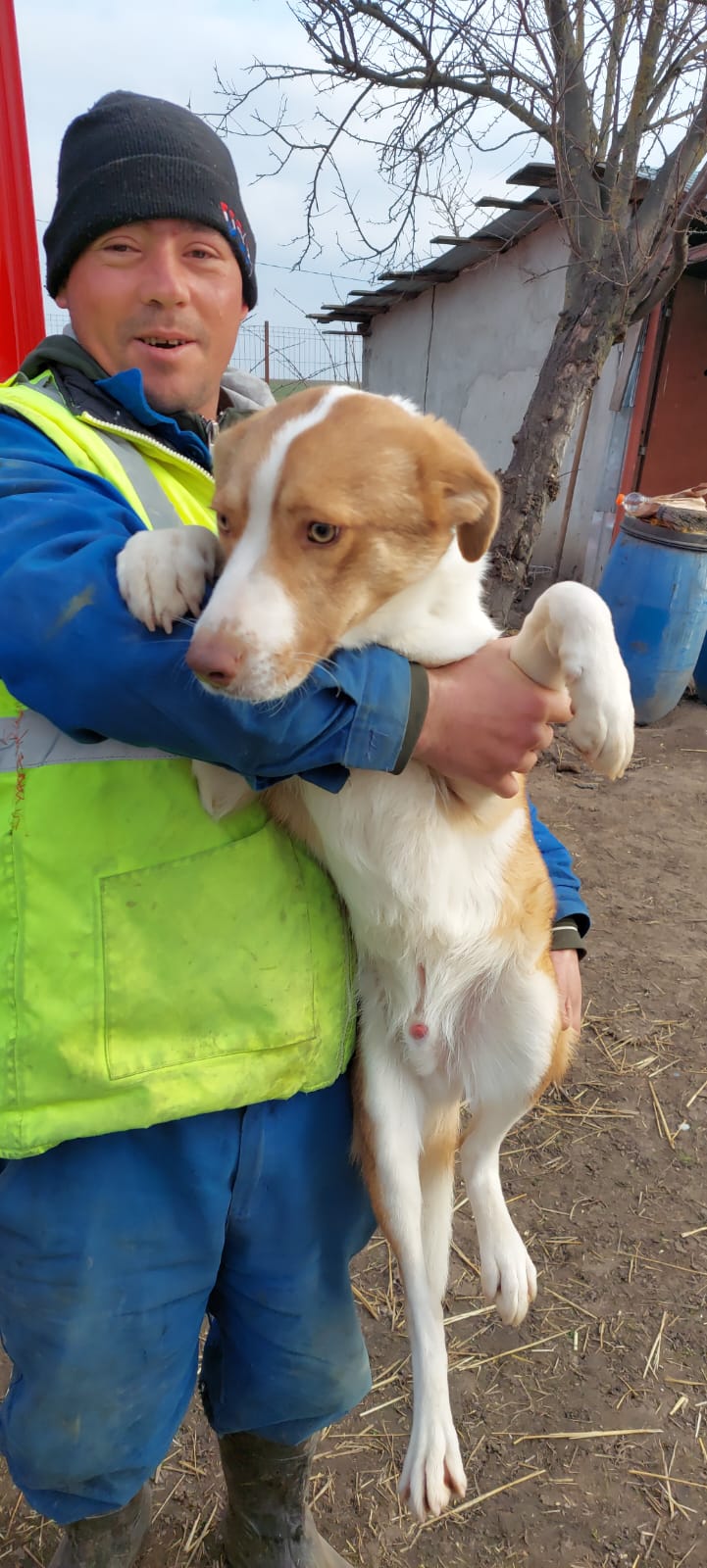 PEANUT né  le  01.03.2023 en FA dans le 56 - fratrie de 9 chiots trouvés dans un sac en plastique- parrainé par Edni94-SC-R-30MA Whats823