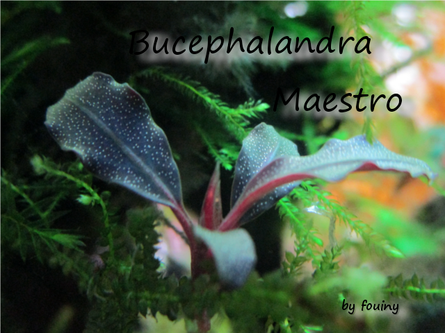 Fouiny bucephalandra Buceph10