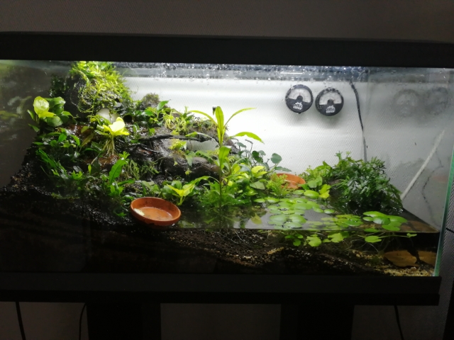 Fouiny paludarium - Page 3 Image010