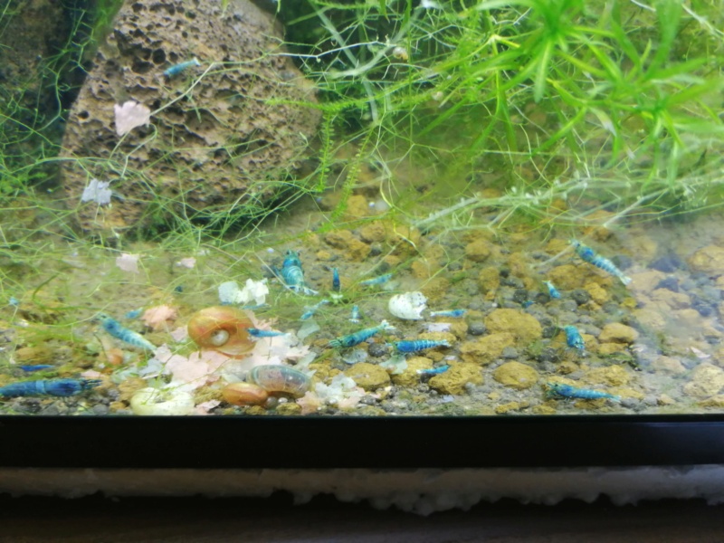 Petite promo exceptionnel de noël exclusif aquariophilie facile (crevette) Image027