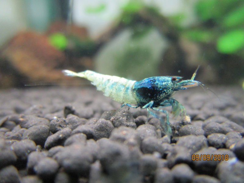 Mon coin d'eau douce Img_5219